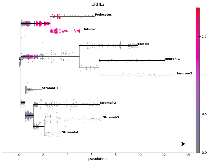 ../_images/notebooks_kidney_featureplot_10_1.png