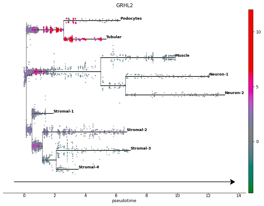 ../_images/notebooks_kidney_featureplot_6_1.png